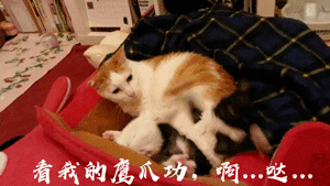 11.gif